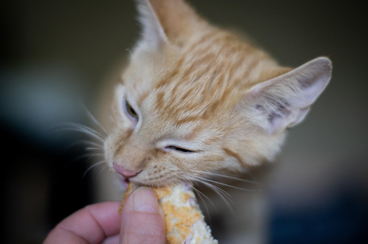 猫是否会患上流感？猫有流感吗
