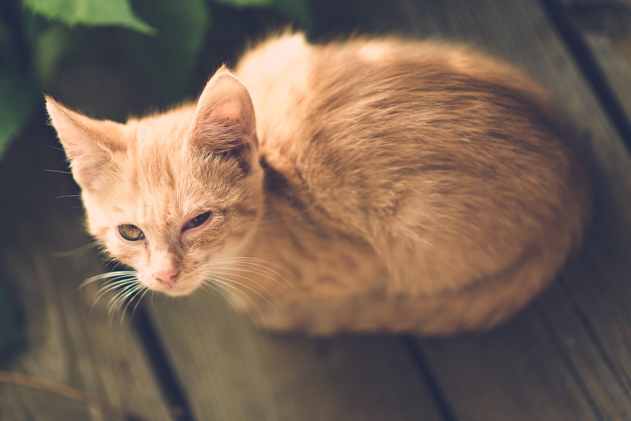 猫感染流感的全面解析猫感染流感