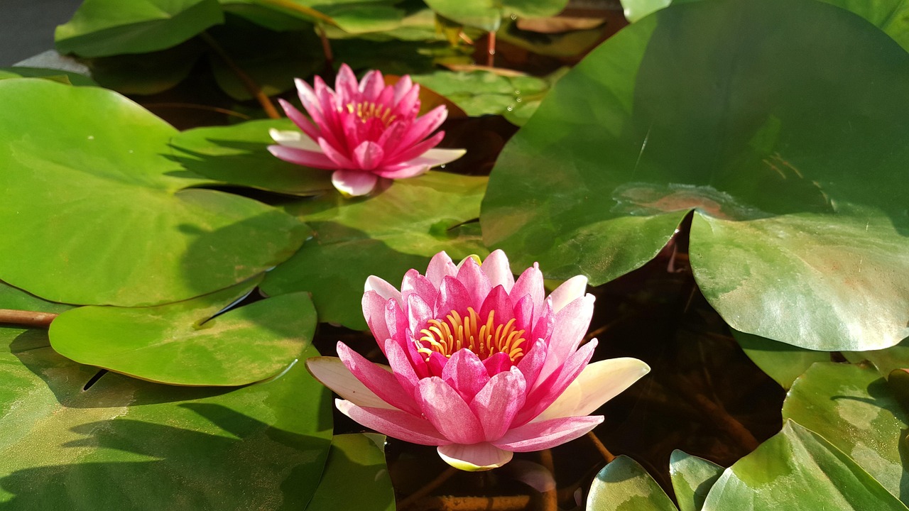 放流感悟，探索生命与自然的和谐共舞放流感悟